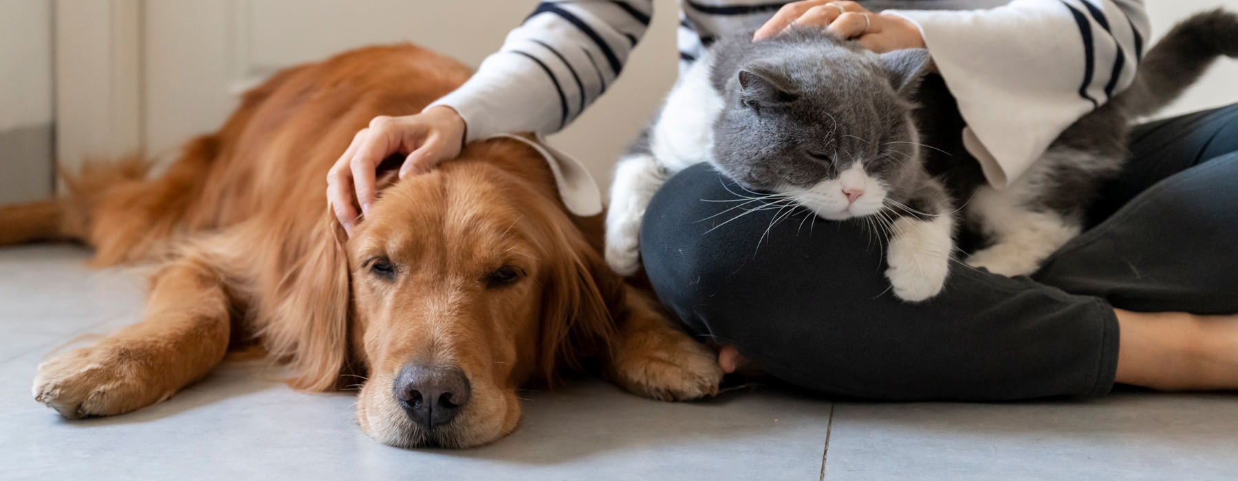 woman petting dog
